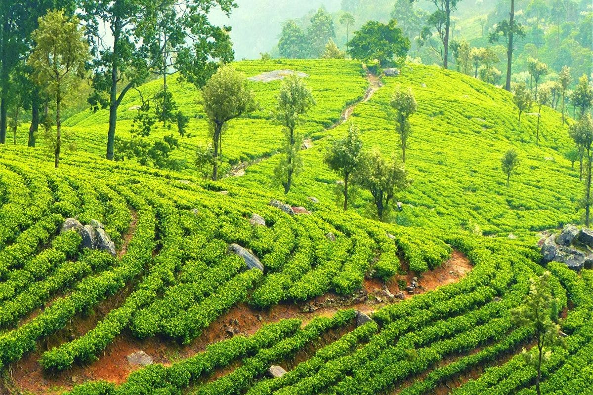 Tea Estates and Tea Factories Nuwara Eliya - W15 Glenfall